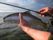 That's how we like them That's how we like them