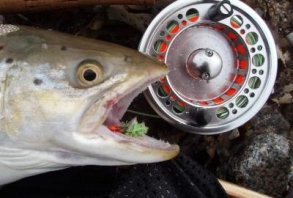 Terror regime Terror regime