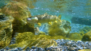 Powerful fighters on light tackle Powerful fighters on light tackle