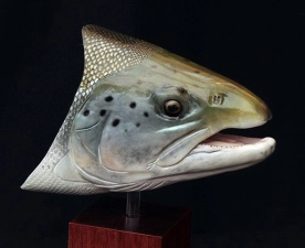 Atlantic salmon head Atlantic salmon head