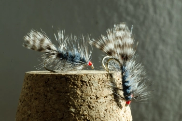 Oscar with a chickabou tail and red head Oscar with a chickabou tail and red head