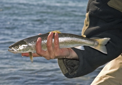A small silver torpedo A small silver torpedo