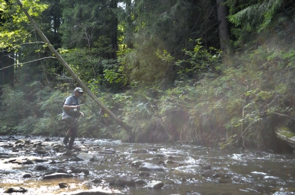 Fish fighting in the fog Fish fighting in the fog