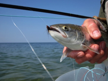 Little folks Little folks