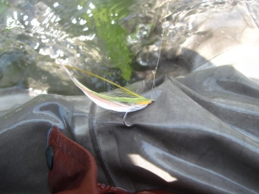 Flatwing piercing Flatwing piercing