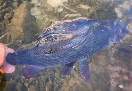 Grayling Grayling