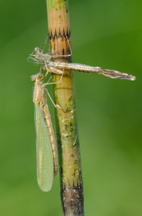 Spread winged damselflies Spread winged damselflies