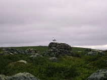 Seagull inspired Seagull inspired