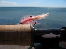 A Mini Pig A Mini Pig