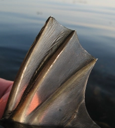 The spined dorsal fin The spined dorsal fin