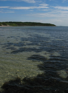 Weed patches Weed patches