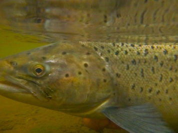 Releasing a fish Releasing a fish