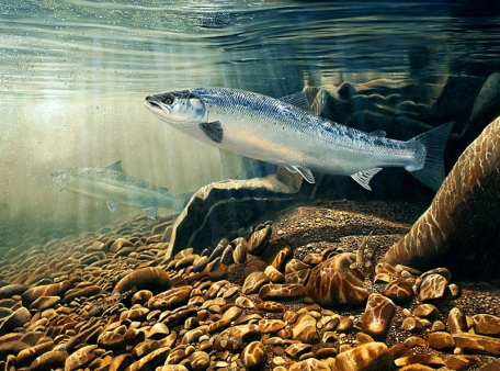 Atlantic salmon Atlantic salmon