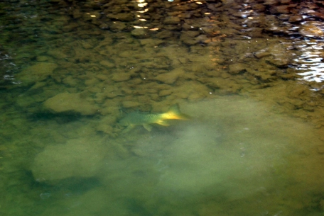 Tailing and mudding carp Tailing and mudding carp