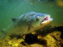 User submitted picture: asp on dry fly . river za...