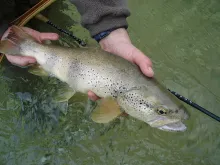 User submitted picture: mediterranean brown trout...