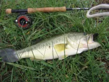 User submitted picture: fishing bass lonely....