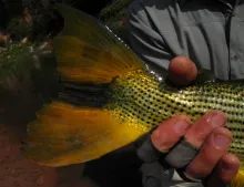User submitted picture: Golden tail