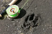 User submitted picture: Puma tracks on the southe...