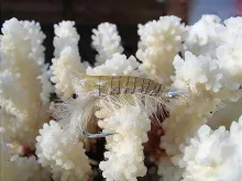 User submitted picture: My Shrimp pattern, good f...