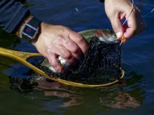 User submitted picture: Caleufu River,Patagonia A...