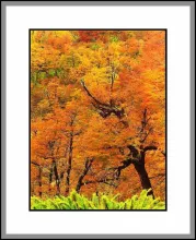 User submitted picture: AUTUMN