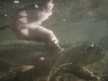 User submitted picture: Releasing the first fish ...