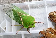 User submitted picture: This 7cm long Australian ...