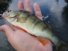User submitted picture: European Pearch (Perca fl...