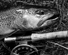 User submitted picture: ...brown from grey...