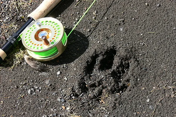 User submitted picture: Puma tracks on the southe...