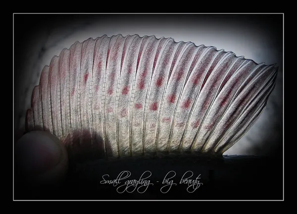 User submitted picture: -::[Small Grayling - Big ...