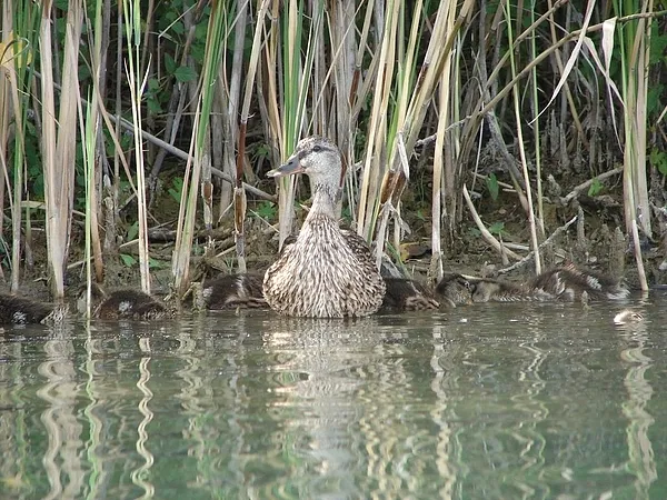 User submitted picture: Duck family in the water ...