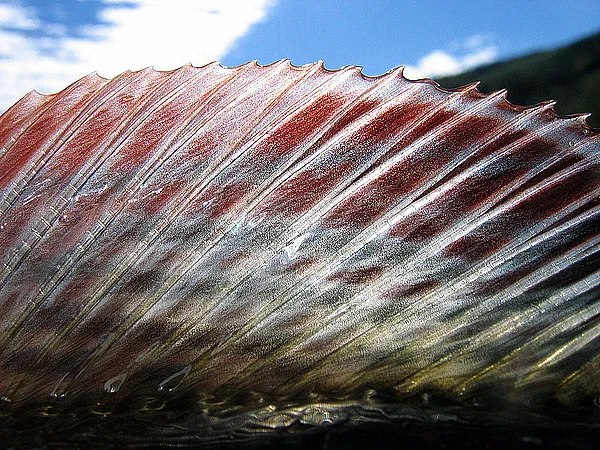 User submitted picture: The Impressive Grayling