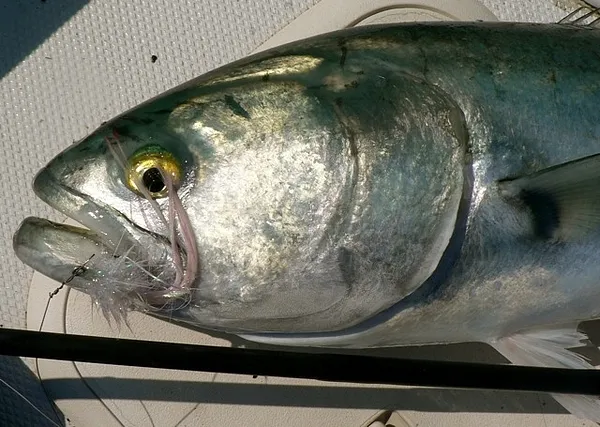 User submitted picture: Bluefish of around 12 lbs...