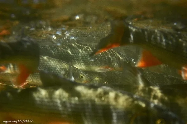 User submitted picture: sneeps 