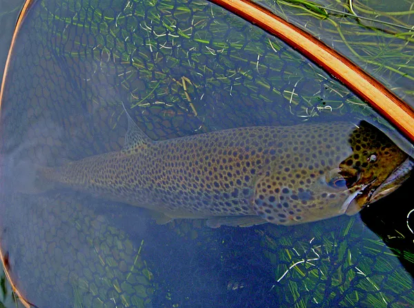 User submitted picture: The last in season