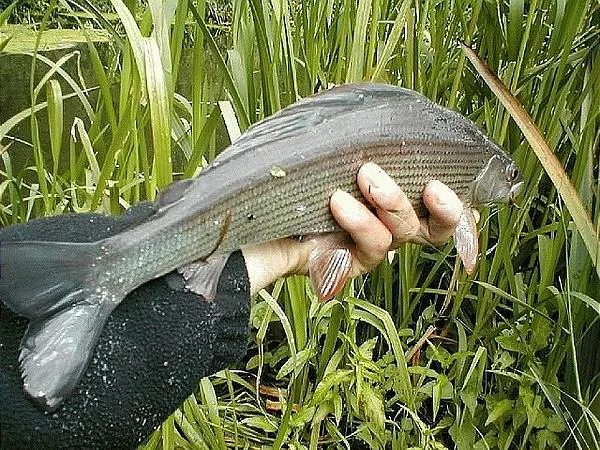 User submitted picture: Ripley's main passion is...