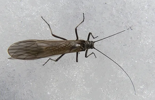 User submitted picture: Black Stoneflie